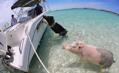 吃瓜冲浪博主视频大全免费观看 第1张 吃瓜冲浪博主视频大全免费观看 第1张